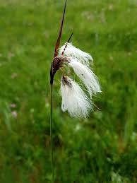 Attēlu rezultāti vaicājumam “Eriophorum angustifolium flower”