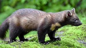 Attēlu rezultāti vaicājumam “Martes martes”