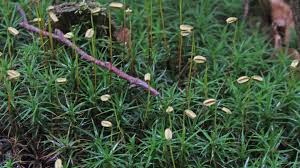 Attēlu rezultāti vaicājumam “Polytrichum commune var. perigoniale”