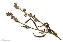 Attēlu rezultāti vaicājumam “Lithospermum officinale”