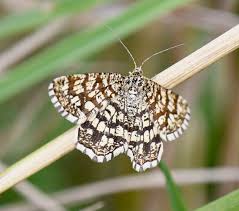 Attēlu rezultāti vaicājumam “Chiasmia clathrata”