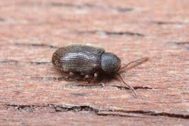 Attēlu rezultāti vaicājumam “Anobiidae”