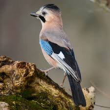 Attēlu rezultāti vaicājumam “Garrulus glandarius”