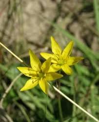 Attēlu rezultāti vaicājumam “Gagea lutea leaf”