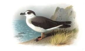 Image result for Pterodroma hasitata