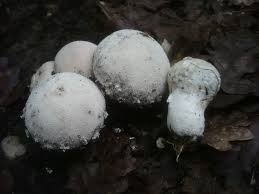 Attēlu rezultāti vaicājumam “Lycoperdon pyriforme sessile”