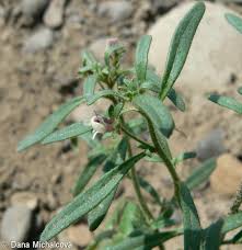 Attēlu rezultāti vaicājumam “Microrrhinum minus leaf”