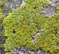 Attēlu rezultāti vaicājumam “Orthotrichum anomalum sporophyte”