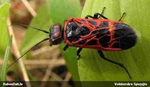 Attēlu rezultāti vaicājumam “Caenolyda reticulata”