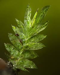 Attēlu rezultāti vaicājumam “Fissidens bryoides”