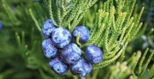 Attēlu rezultāti vaicājumam “Juniperus communis fruit”