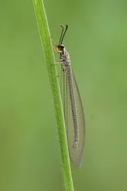 Attēlu rezultāti vaicājumam “Myrmeleontidae imago”