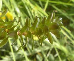 Attēlu rezultāti vaicājumam “Elodea canadensis leaf”