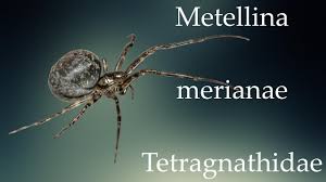 Attēlu rezultāti vaicājumam “Metellina merianae”