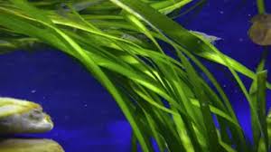 「水蘭」的圖片搜尋結果