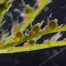 Attēlu rezultāti vaicājumam “Chara filiformis”