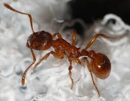 Attēlu rezultāti vaicājumam “Myrmica rubra”