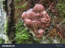 Attēlu rezultāti vaicājumam “Brefeldia maxima spores”