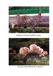 Attēlu rezultāti vaicājumam “Cystostereum murrayi”