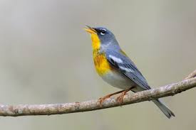 Image result for Parula americana