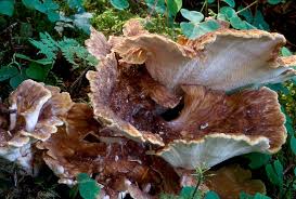 Attēlu rezultāti vaicājumam “Bondarzewia mesenterica”