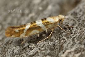 Attēlu rezultāti vaicājumam “Argyresthia goedartella”