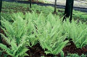 Attēlu rezultāti vaicājumam “Dryopteris”