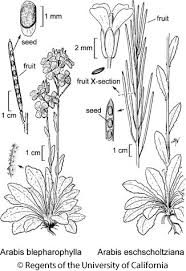 Attēlu rezultāti vaicājumam “Arabis hirsuta fruit”