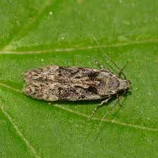 Attēlu rezultāti vaicājumam “Carpatolechia alburnella”