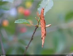 Attēlu rezultāti vaicājumam “Serpoleskea subtilis”