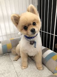 猫次郎에 대한 이미지 검색결과