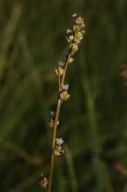 Attēlu rezultāti vaicājumam “Triglochin palustre”