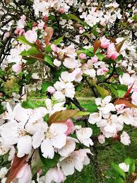 Attēlu rezultāti vaicājumam “Malus prunifolia”