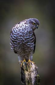 Attēlu rezultāti vaicājumam “Accipiter nisus male”