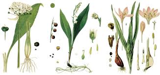 Image result for Bärlauch