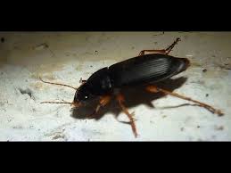 Attēlu rezultāti vaicājumam “Pseudoophonus rufipes”