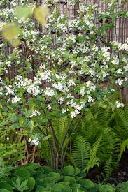 Attēlu rezultāti vaicājumam “Aronia melanocarpa”