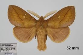 Attēlu rezultāti vaicājumam “Euthrix potatoria imago”