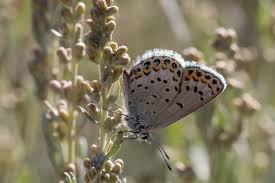 Attēlu rezultāti vaicājumam “Plebejus idas underside”
