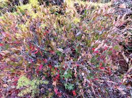 Attēlu rezultāti vaicājumam “Chamaedaphne calyculata leaf”