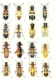 Attēlu rezultāti vaicājumam “Cleridae”