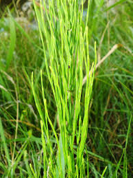 Attēlu rezultāti vaicājumam “Equisetum palustre”