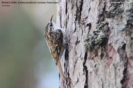 Attēlu rezultāti vaicājumam “Certhia familiaris adult”