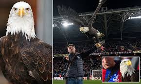 Image result for Palace Eagles Octopush Club