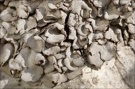 Attēlu rezultāti vaicājumam “Dermatocarpon miniatum”