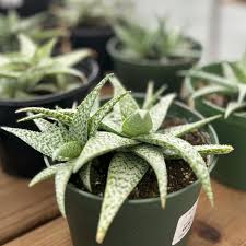 Attēlu rezultāti vaicājumam “Xanthorrhoeaceae”