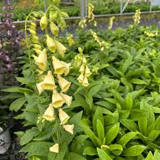 Image result for Digitalis grandiflora