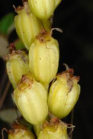 Attēlu rezultāti vaicājumam “Liparis loeselii flower”