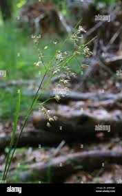 Attēlu rezultāti vaicājumam “Luzula luzuloides leaf”