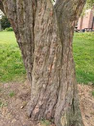 Attēlu rezultāti vaicājumam “Cydonia oblonga”